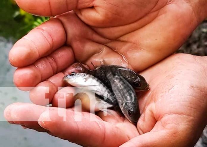 Promueven crianza de peces en estanques en Jalapa
