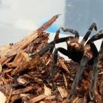 Incautan 232 tarántulas en el aeropuerto internacional de Bogotá, Colombia