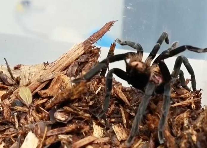 1 Incautan 232 tarántulas en el aeropuerto internacional de Bogotá, Colombia
