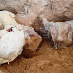 Encuentran restos de un mamut de hace más de 10.000 años en México