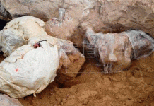 Encuentran restos de un mamut de hace más de 10.000 años en México Encuentran restos de un mamut de hace más de 10.000 años en México