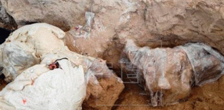 Encuentran restos de un mamut de hace más de 10.000 años en México