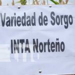 Madriz: Nueva variedad de sorgo se cultivara en el corredor seco del país