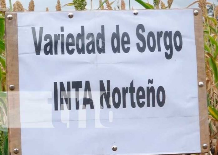 Madriz: Nueva variedad de sorgo se cultivara en el corredor seco del país