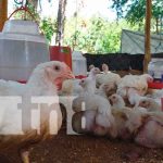 Oportunidades de negocios con microcréditos en el campo en Madriz Oportunidades de negocios con microcréditos en el campo en Madriz