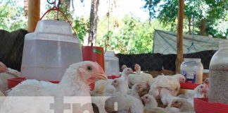 Oportunidades de negocios con microcréditos en el campo en Madriz