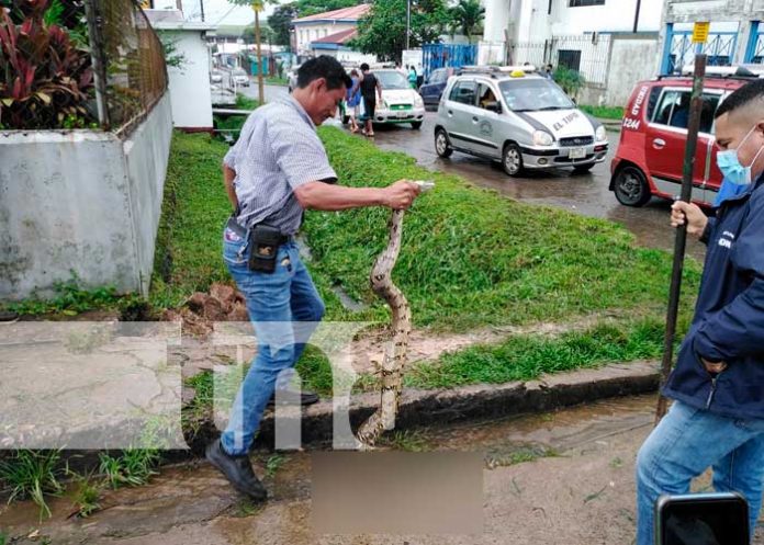 Serpiente alarmó a pobladores de un barrio de Bluefields
