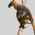 Descubren una nueva especie de dinosaurio depredador en el Reino Unido Descubren una nueva especie de dinosaurio depredador en el Reino Unido