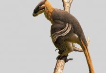 Descubren una nueva especie de dinosaurio depredador en el Reino Unido Descubren una nueva especie de dinosaurio depredador en el Reino Unido
