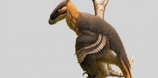 Descubren una nueva especie de dinosaurio depredador en el Reino Unido
