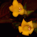 Describen una nueva especie de planta en peligro en Ecuador