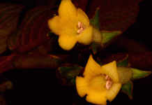 Describen una nueva especie de planta en peligro en Ecuador