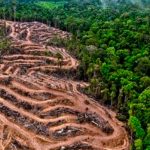 Alertan aumento de deforestación de tierras indígenas en Brasil