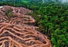 Alertan aumento de deforestación de tierras indígenas en Brasil Alertan aumento de deforestación de tierras indígenas en Brasil