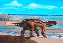 El "Stegouros", la nueva especie de dinosaurio descubierta en Chile