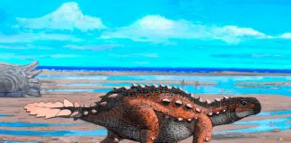 El "Stegouros", la nueva especie de dinosaurio descubierta en Chile