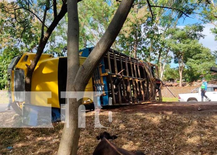 6.1 Camión cargado de ganado se vuelca en Juigalpa, Chontales