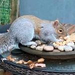 Stripe, la «ardilla asesina» que aterrorizó a un pueblo en Gales Stripe, ardilla que causó terror en una ciudad de Gales