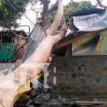 Enorme árbol de malinche cae sobre vivienda en Balgüe, Isla de Ometepe Casa afectada por la caída de un árbol en Ometepe
