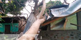 Casa afectada por la caída de un árbol en Ometepe