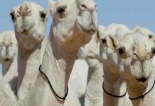 Descalifican a camellos de un concurso de belleza por tener bótox inyectado Descalifican a camellos de un concurso de belleza por tener bótox inyectado