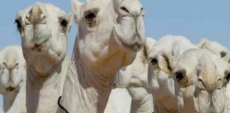 Descalifican a camellos de un concurso de belleza por tener bótox inyectado