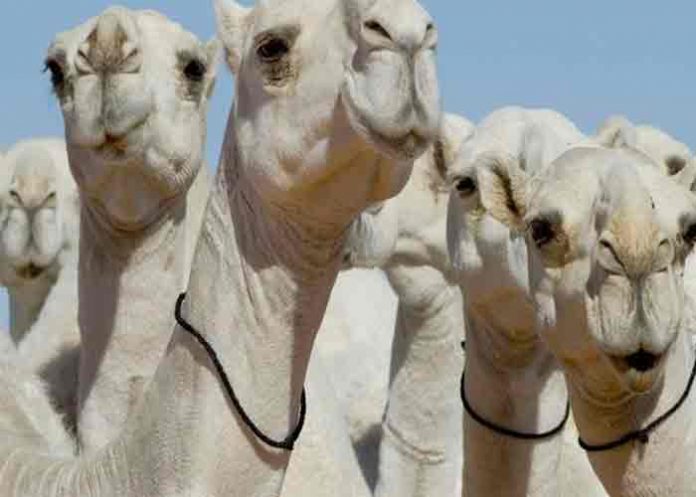 Descalifican a camellos de un concurso de belleza por tener bótox inyectado