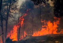 Arde Chile: Más de 26 mil hectáreas consumidas por incendios forestales Trabajo arduo para contener incendios forestales en Chile