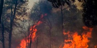 Trabajo arduo para contener incendios forestales en Chile