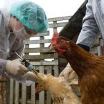 China confirma la muerte de una mujer por la cepa de gripe aviar