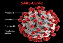 Descubren ácido nucleico que no permite la entrada del coronavirus en las células humanas Coronavirus