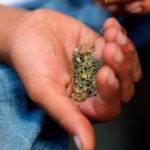 35 hospitalizados en Florida con hemorragia tras consumir marihuana sintética 35 hospitalizados en Florida con hemorragia tras consumir marihuana sintética