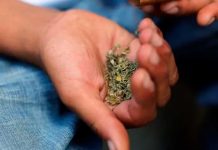35 hospitalizados en Florida con hemorragia tras consumir marihuana sintética 35 hospitalizados en Florida con hemorragia tras consumir marihuana sintética