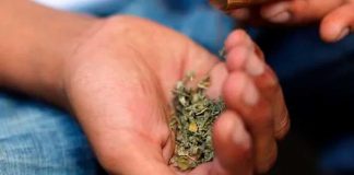 35 hospitalizados en Florida con hemorragia tras consumir marihuana sintética
