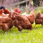 Mueren decenas de gallinas en la India por culpa de la música de una boda
