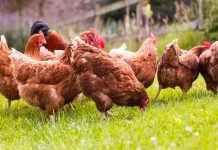Mueren decenas de gallinas en la India por culpa de la música de una boda Mueren decenas de gallinas en la India por culpa de la música de una boda