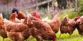 Mueren decenas de gallinas en la India por culpa de la música de una boda