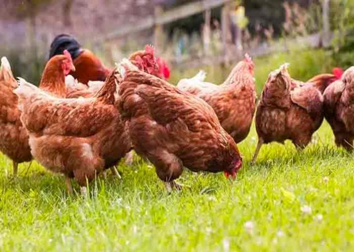 Mueren decenas de gallinas en la India por culpa de la música de una boda