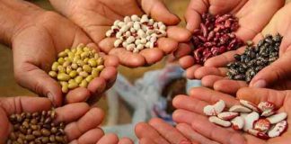 Avance de la producción nacional de granos básicos en el ciclo 2021/2022