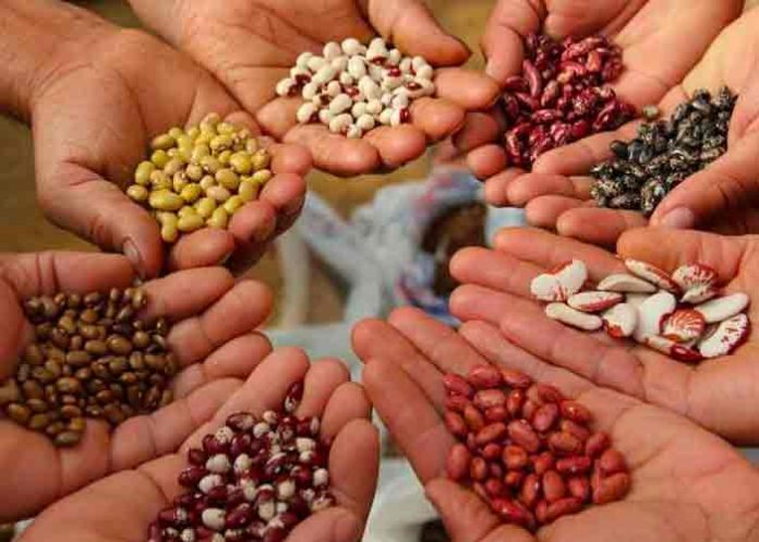 Avance de la producción nacional de granos básicos en el ciclo 2021/2022