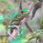 MARENA libera iguanas verdes en Reserva Silvestre de Macuelizo Liberación de iguana verde en Zoocriadero de Macuelizo