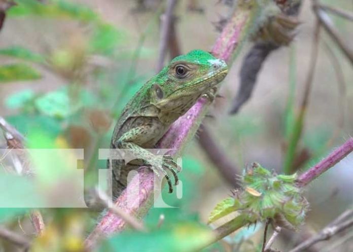 Liberación de iguana verde en Zoocriadero de Macuelizo