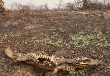Incendios en el Pantanal brasileño dejaron 17 millones de animales muertos