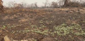 Incendios en el Pantanal brasileño dejaron 17 millones de animales muertos