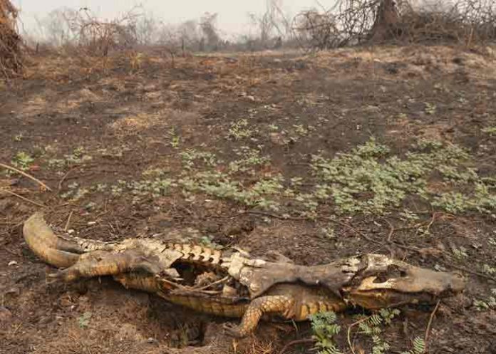 Incendios en el Pantanal brasileño dejaron 17 millones de animales muertos