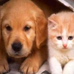 Irán prohibirá tener perros y gatos por 'peligrosos e impuros'