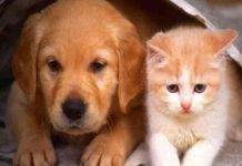 Irán prohibirá tener perros y gatos por 'peligrosos e impuros'