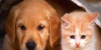 Irán prohibirá tener perros y gatos por 'peligrosos e impuros'