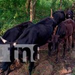 Organización Mundial de Sanidad Animal (OIE), ratifica Estatus Sanitarios de Nicaragua Inseminación Artificial de Bovino en Jinotega
