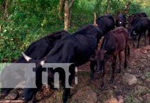 Organización Mundial de Sanidad Animal (OIE), ratifica Estatus Sanitarios de Nicaragua Inseminación Artificial de Bovino en Jinotega